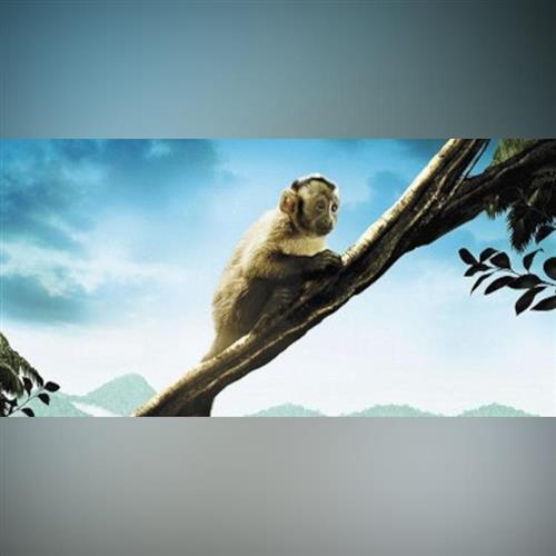 Filmový Lúč: Amazónia (Francúzsko, Brazília, 2013)